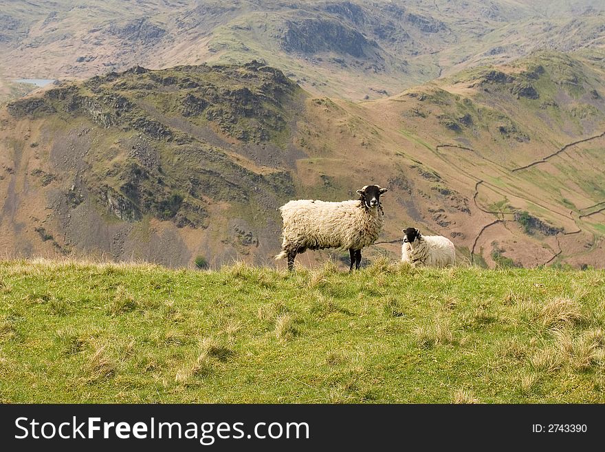 Two sheep grazing