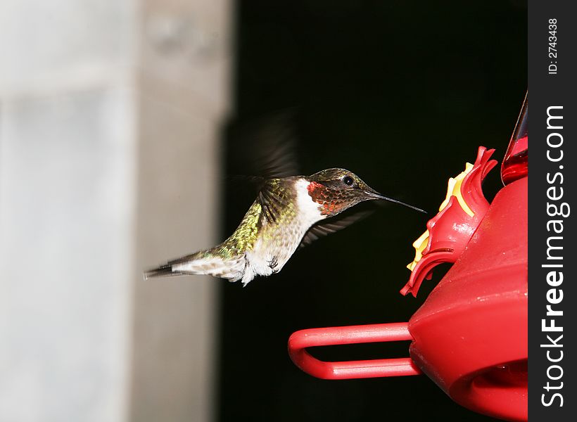 Ruby Throat Humming bird