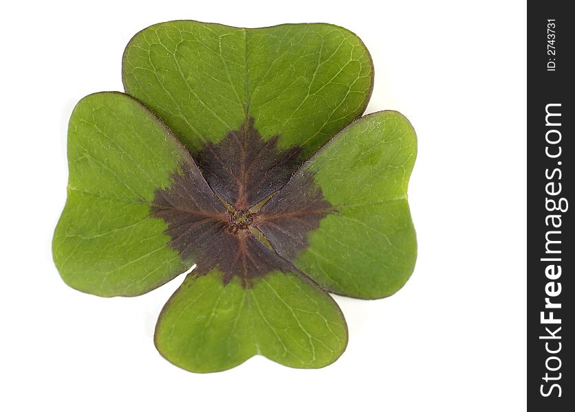 Four-leafed Clover on a white surface,