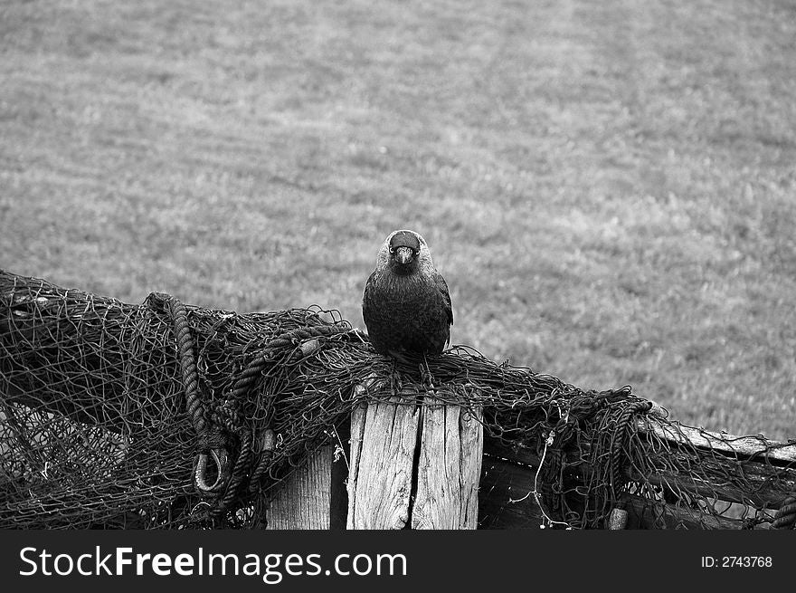 A jackdaw perched on a wooden fence with fishing nets, in black and white