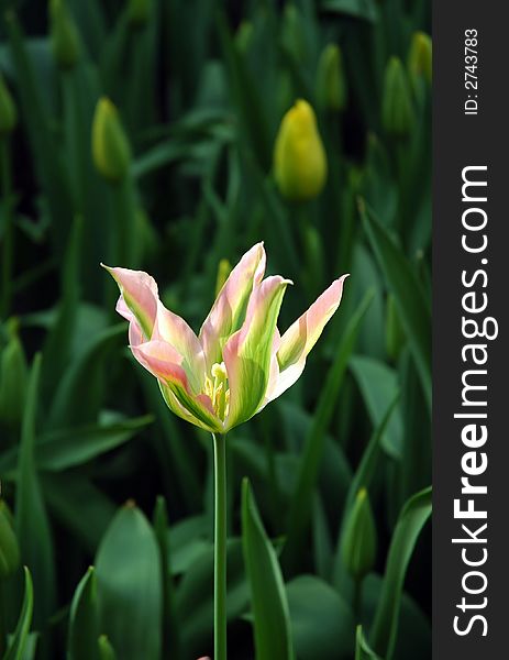 A green and pink tulip with spiky petals that catches the light beautifully. A green and pink tulip with spiky petals that catches the light beautifully