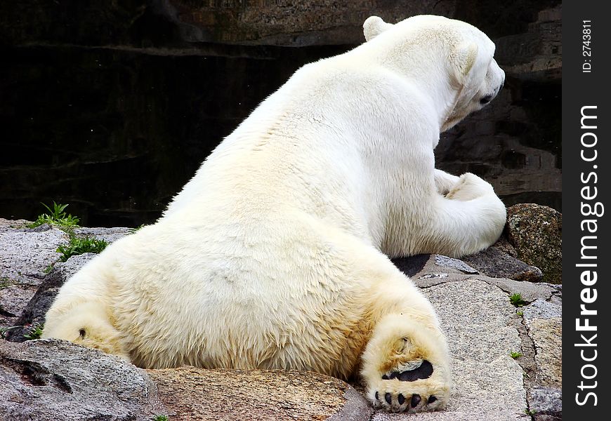 Lying ice bear close to the water