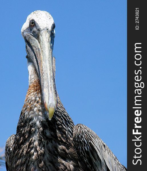This is a closeup pf a pelicans face