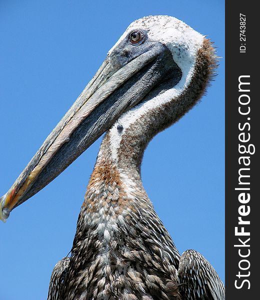 This is a closeup pf a pelicans face