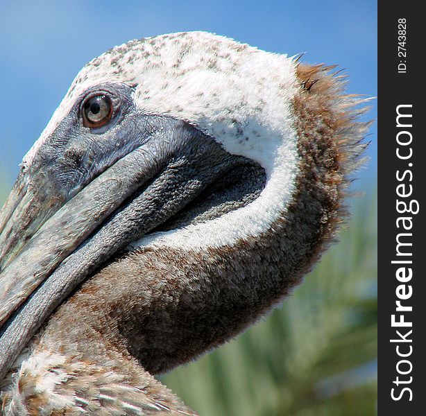 This is a closeup pf a pelicans face