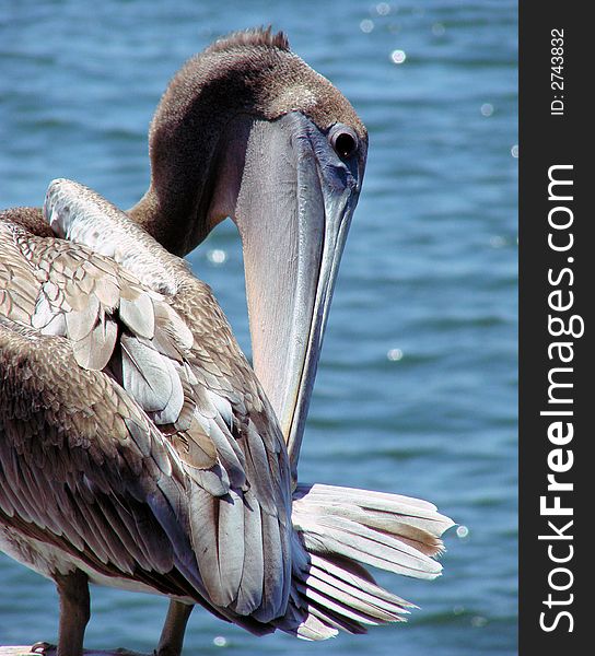 This is a closeup pf a pelicans face