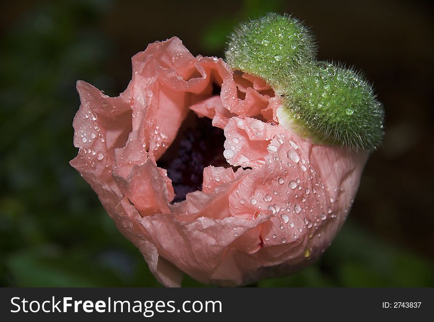 The pink poppy after the rain