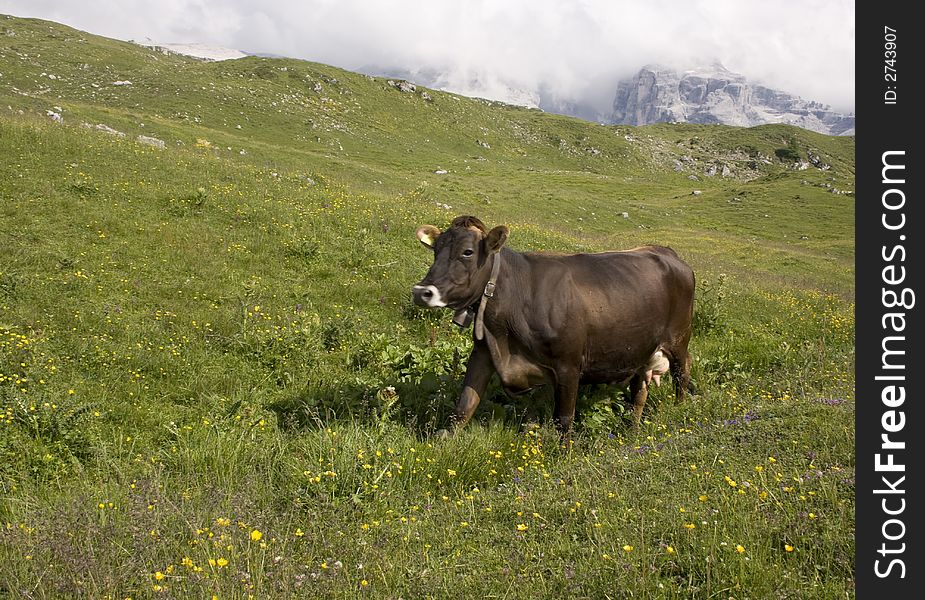 Running cow on a beautiful  alpine meadow. Running cow on a beautiful  alpine meadow