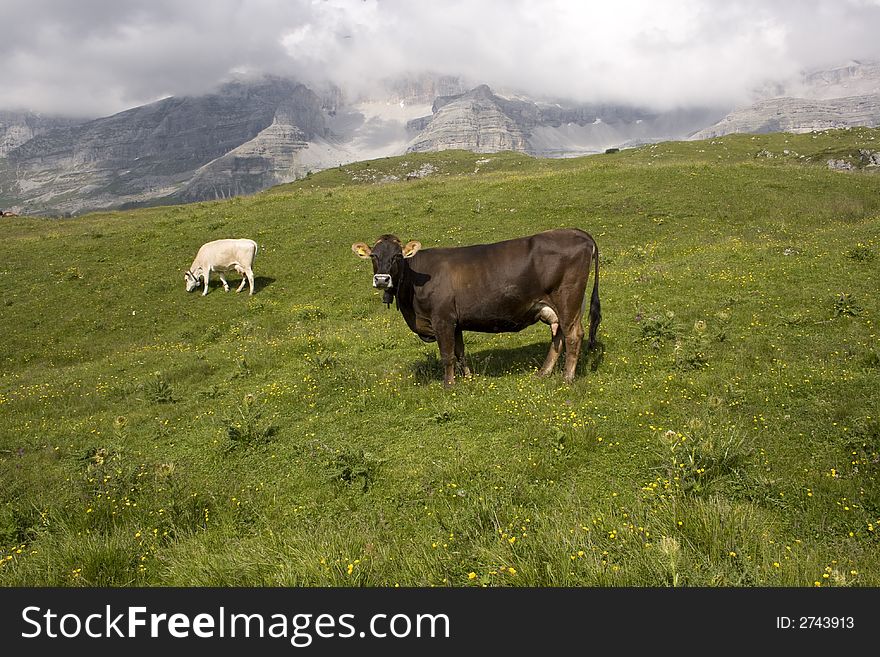 Two cows on a beatiful alpine meadow. Two cows on a beatiful alpine meadow