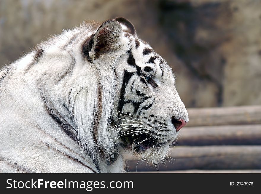 Profile of white bengal tiger. Profile of white bengal tiger