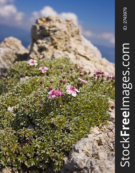 Flowers on the peak in alps