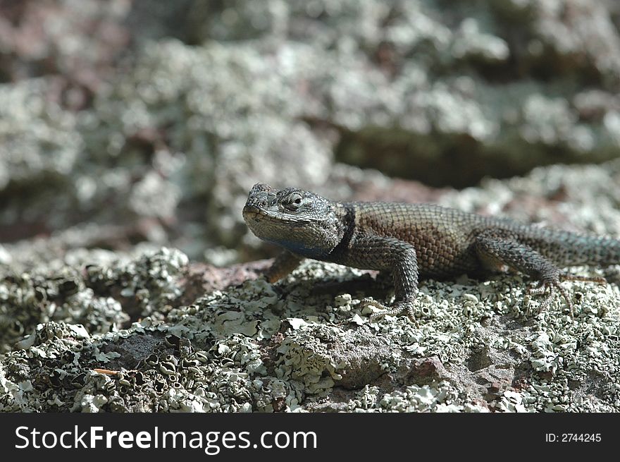 A small spiny lizard from the southern Arizona mountains. A small spiny lizard from the southern Arizona mountains.
