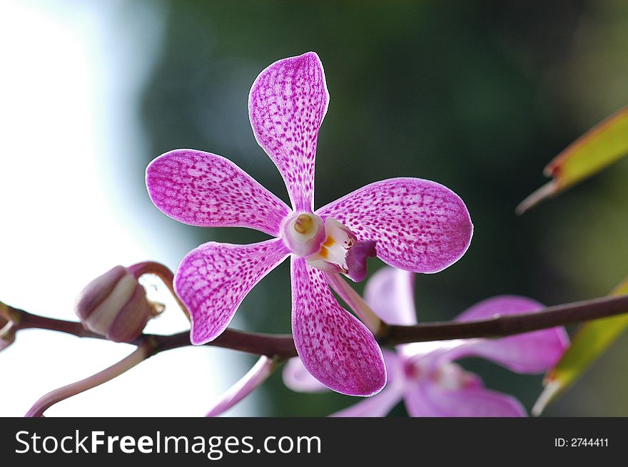 Small Purple Color Orchid