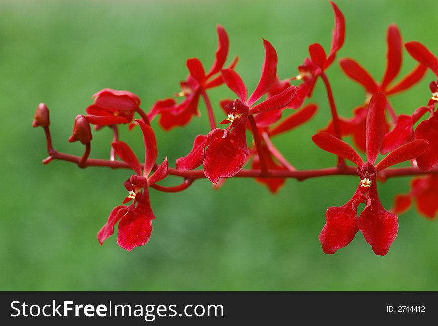Small Red Color Orchid