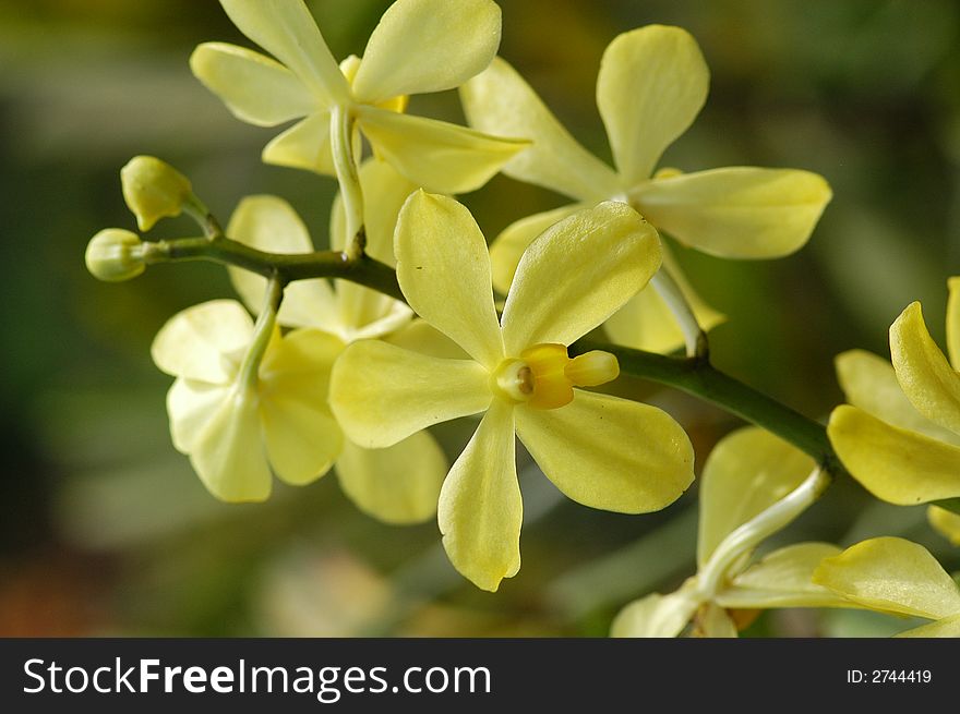 Small yellow color orchid in the parks