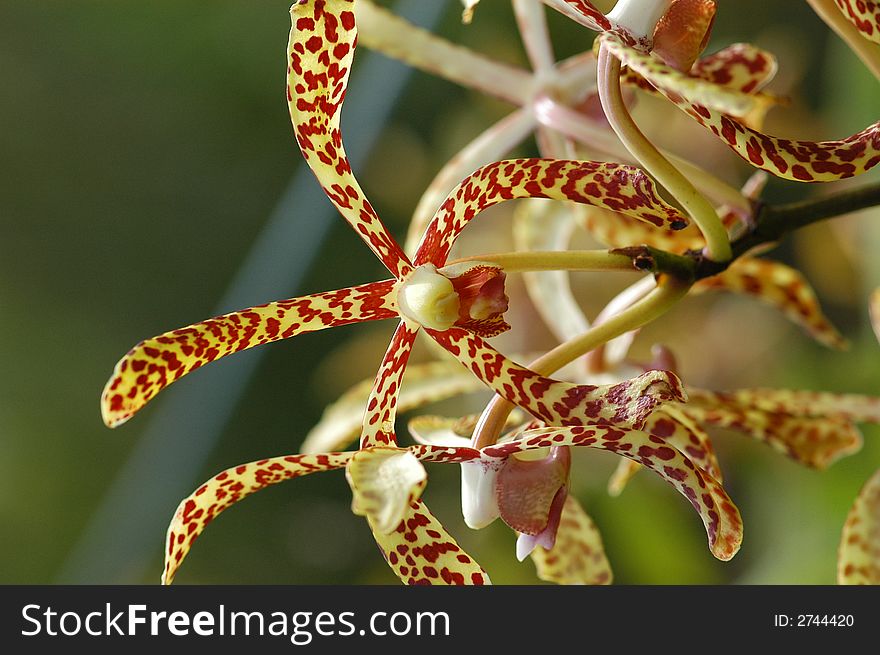 Small Colorful Orchid