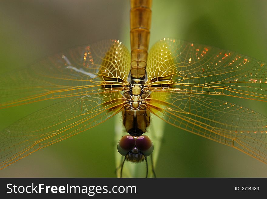 Small yellow dragonfly