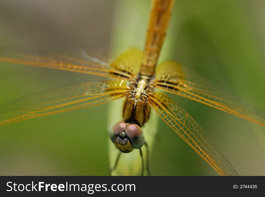 Small yellow dragonfly in the gardens