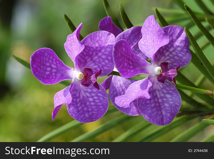 Small purple color orchid in the parks