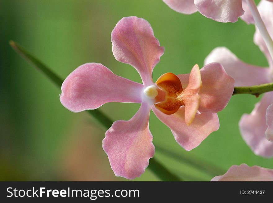 Small Pink Color Orchid