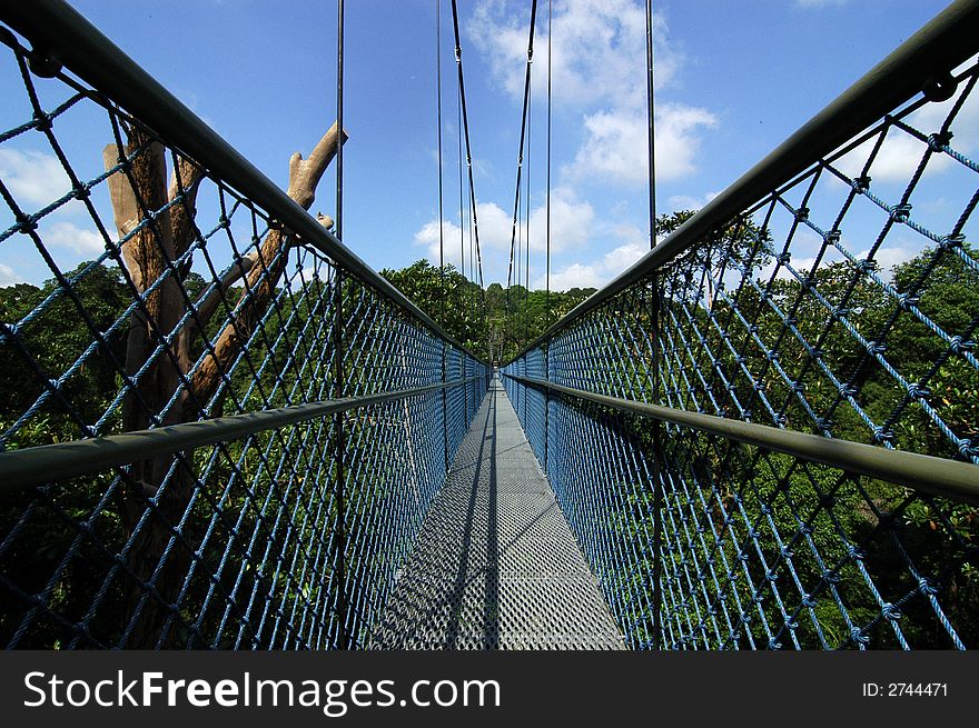 Suspension Bridge And Trees
