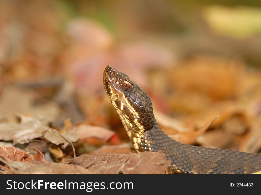 A portrait of a western cottonmouth snake, photographed at the famed snake road in southern Illinois. A portrait of a western cottonmouth snake, photographed at the famed snake road in southern Illinois.