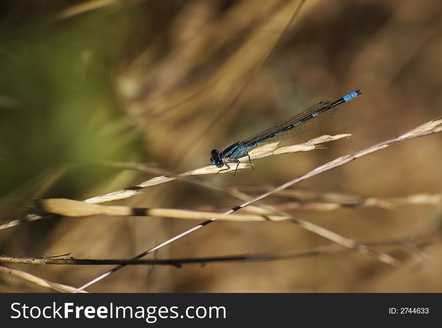 Dragon fly standing on a stem
