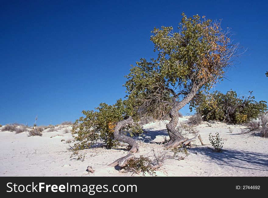 Cottonwood at White Sands, New Mexico.