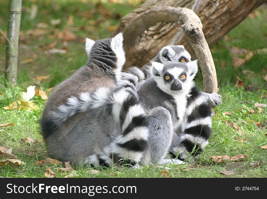 A lemur family huddles together while a cautious one keeps watch. A lemur family huddles together while a cautious one keeps watch.