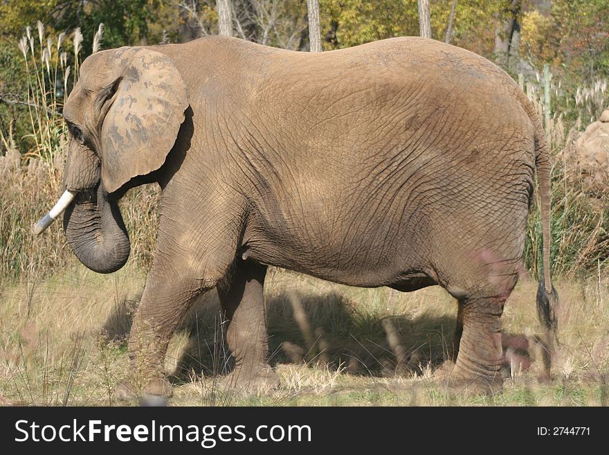 Side view of a large African Elephant