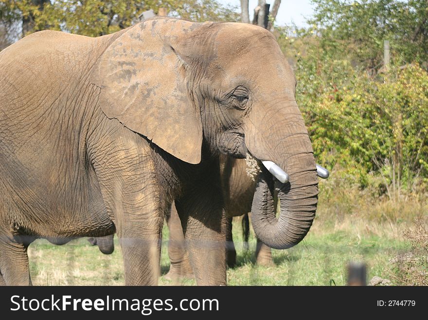 Side view of a large African Elephant. Side view of a large African Elephant
