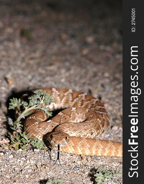 A red diamond rattlesnake found in southern California. A red diamond rattlesnake found in southern California.