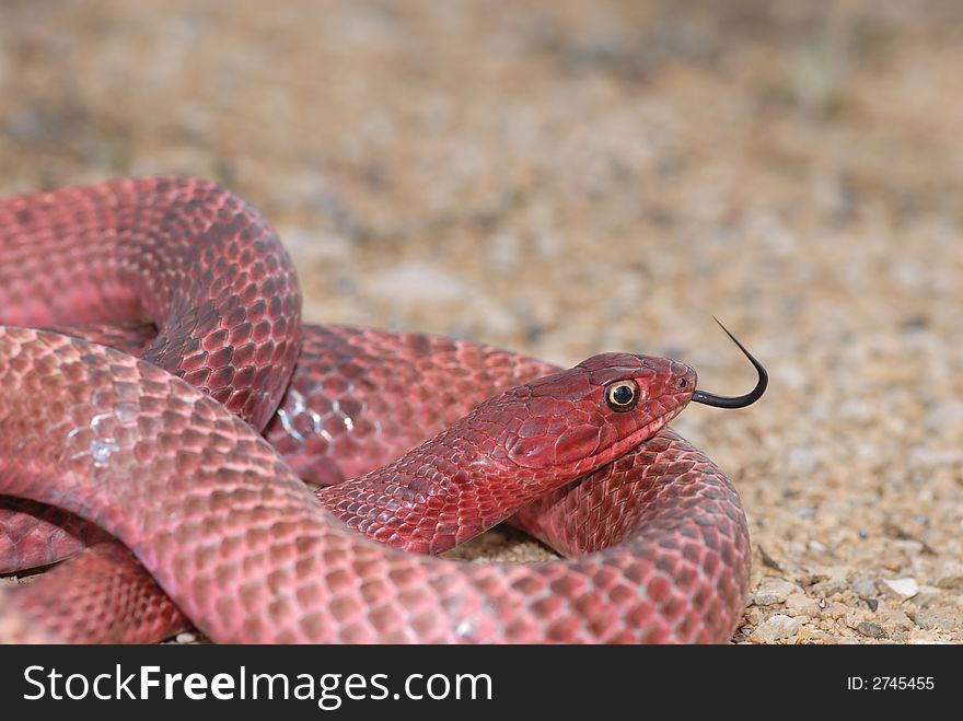 The western coachwhip from west Texas are often a bright red color, such as this one. The western coachwhip from west Texas are often a bright red color, such as this one.