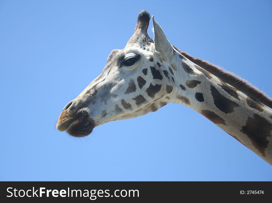 The head of a giraffe