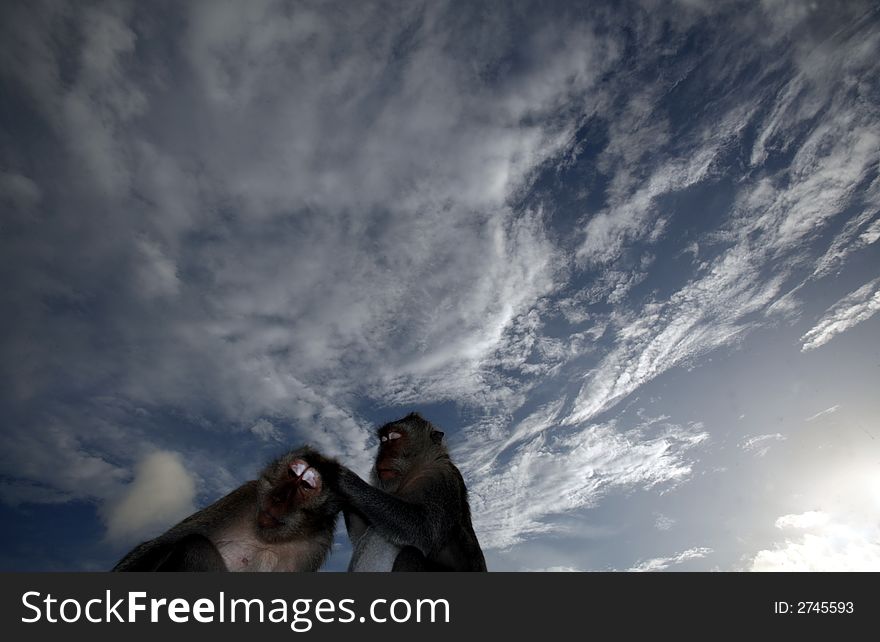 Two monkeys against a blue sky.