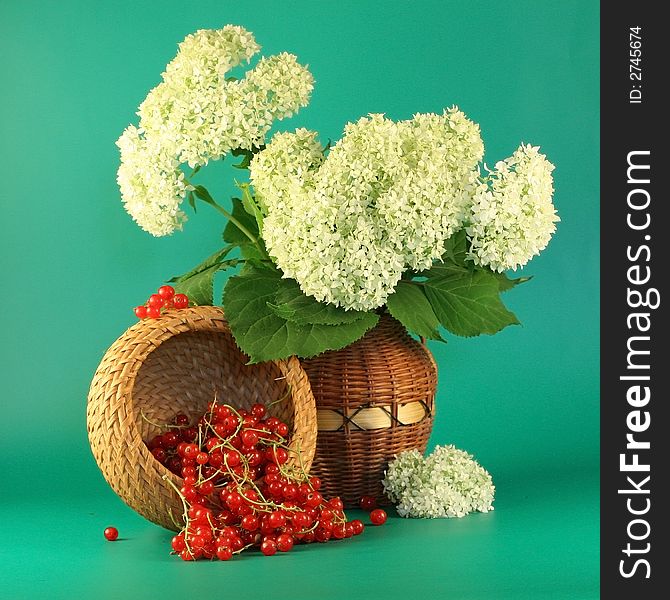 Hydrangea And  A Red Currant.