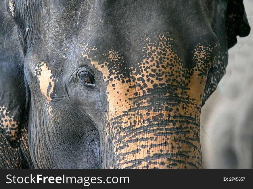 Close up of the heard of an asian elephant. Close up of the heard of an asian elephant