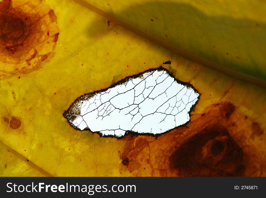 Yellow Tree Leaf In The Park