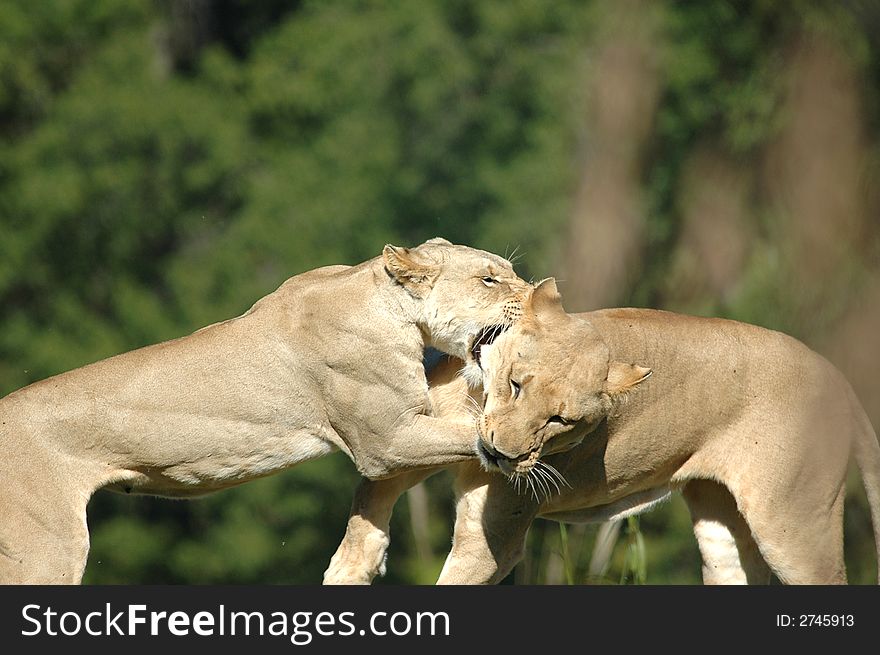 Two female African lions play fight at the Kansas City Zoo. Two female African lions play fight at the Kansas City Zoo.