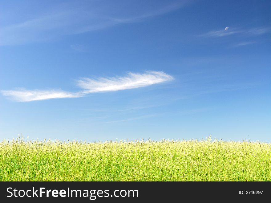 Green grass in the foreground and the blue sky. Green grass in the foreground and the blue sky
