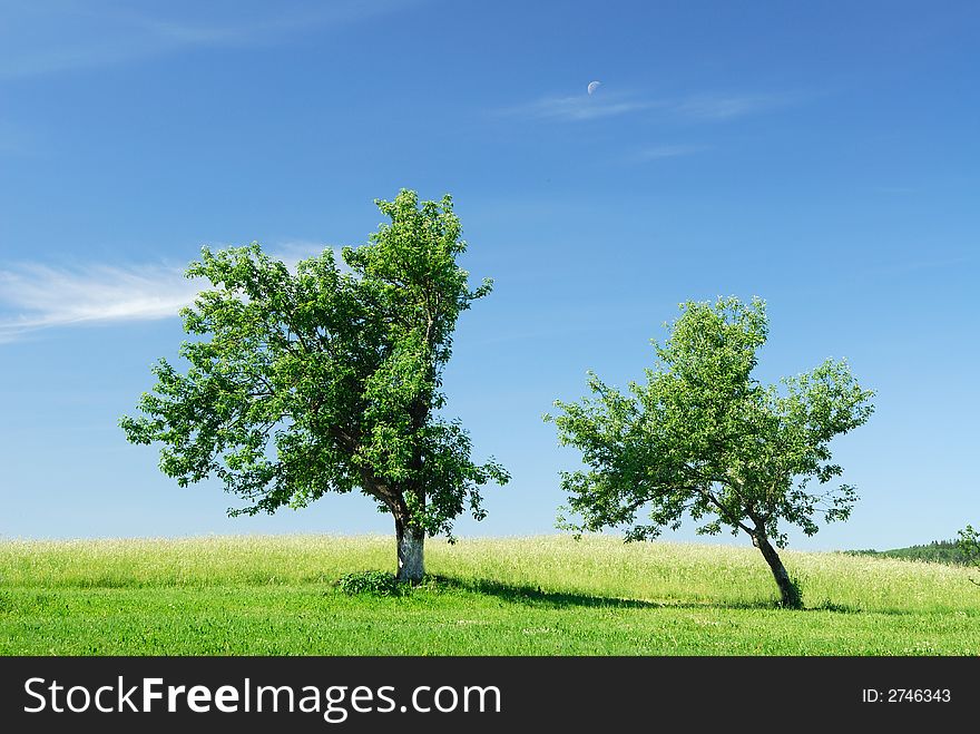 Two apple-trees on a background of the blue sky. Two apple-trees on a background of the blue sky