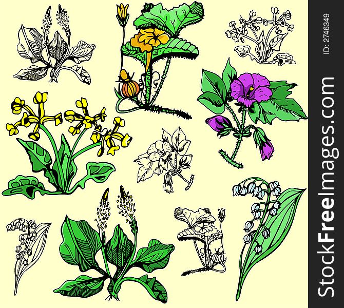 A set of 5 vector illustrations of flowers and plants  in color, and black and white renderings. EPS file available. A set of 5 vector illustrations of flowers and plants  in color, and black and white renderings. EPS file available.