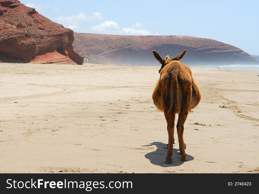 Donkey on a beach of Atlantic ocean