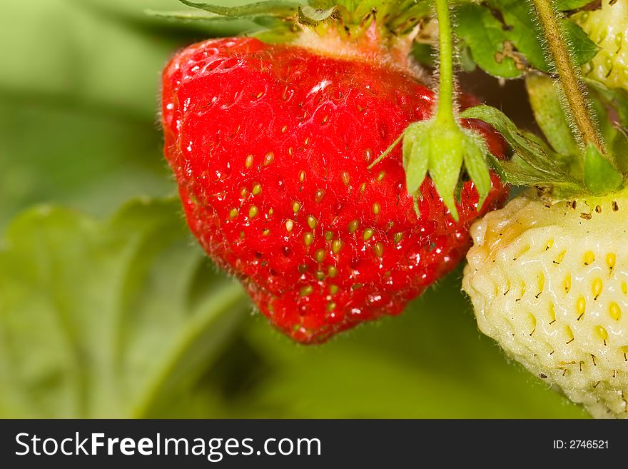 Red and green strawberries on green background. Red and green strawberries on green background