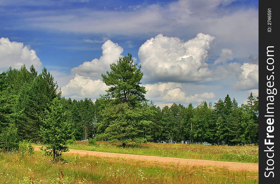 The pine forest under the blue sky with clouds. The pine forest under the blue sky with clouds