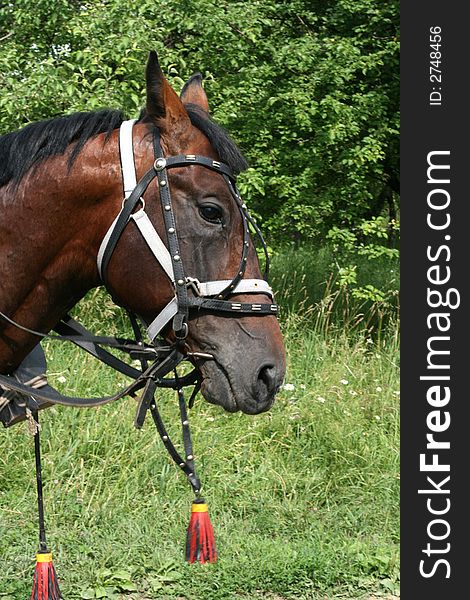 Head Of A Stallion