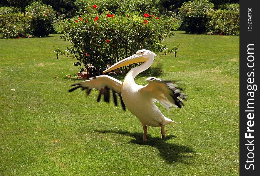 Pelican in the Egyptian garden