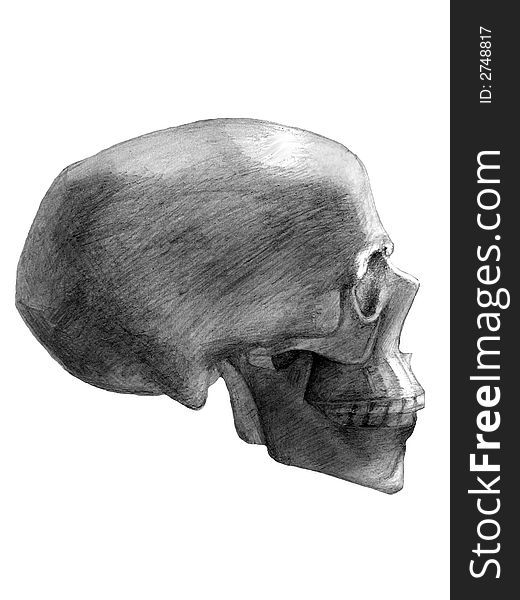 Drawn skull. View from the side. Drawn skull. View from the side.