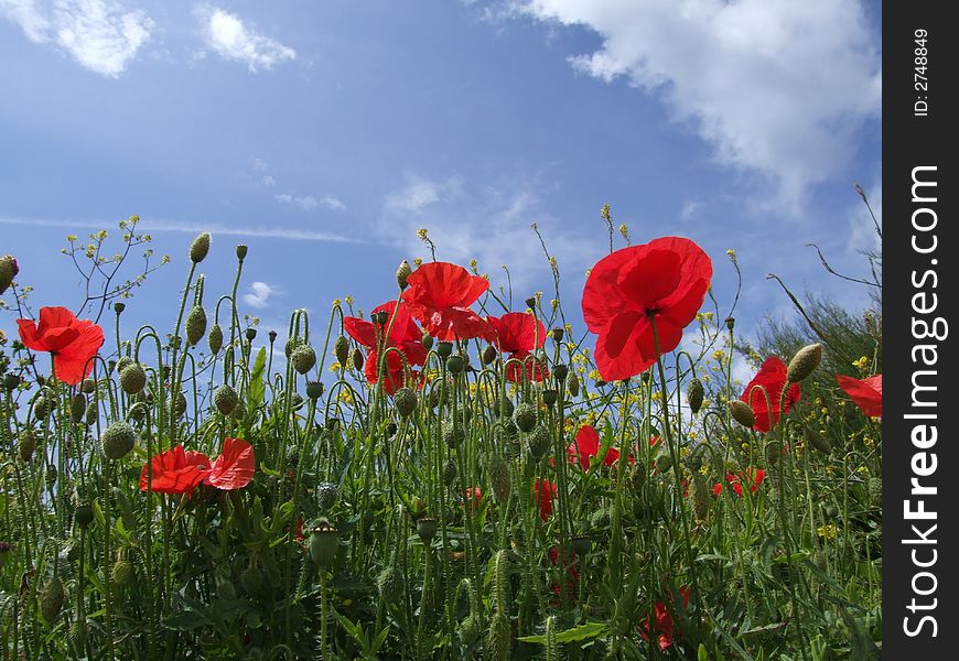 Poppies blue sky summer day. Poppies blue sky summer day
