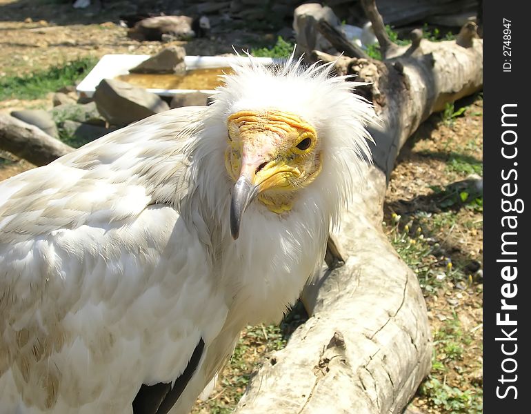 Scavenger vulture (Neophron percnopterus) close-up